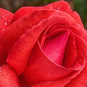 Meet your Posher, Kayee